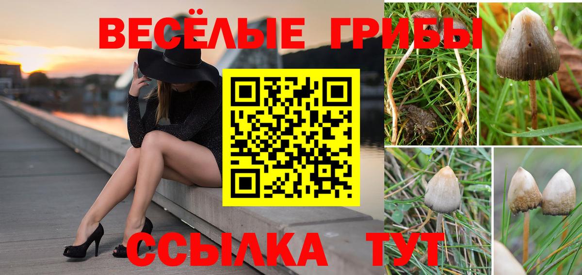 Псилоцибиновые грибы Psilocybe  Вход с VPN  Углич 
